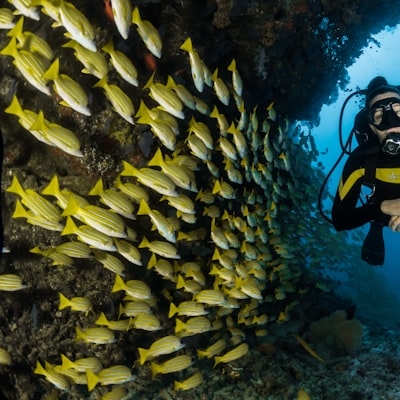 Blue Aegean Divers